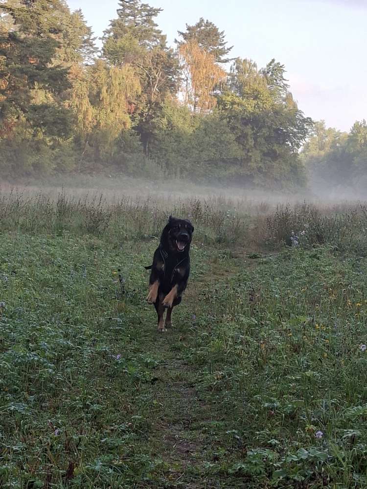 Hundetreffen-Spaziergänge ohne direkten Hundekontakt-Profilbild