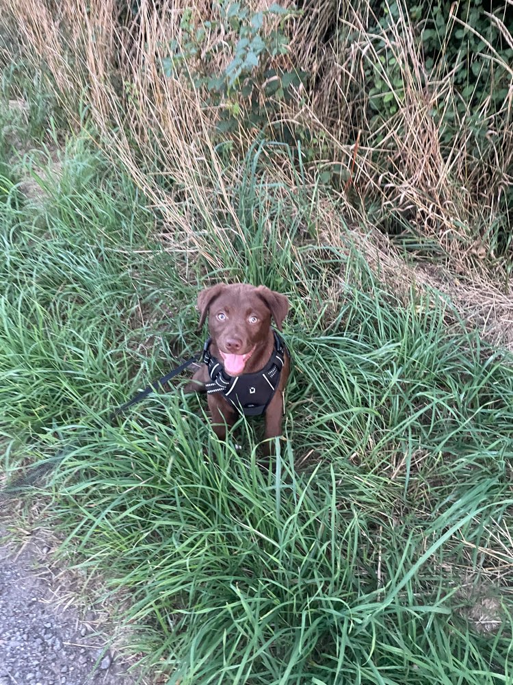 Hundetreffen-Spaziergänge und Spielen 🐕-Profilbild