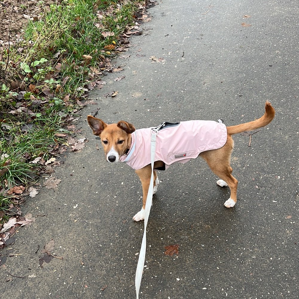 Hundetreffen-Mocca sucht Freunde zum spielen und Gassi gehen-Profilbild
