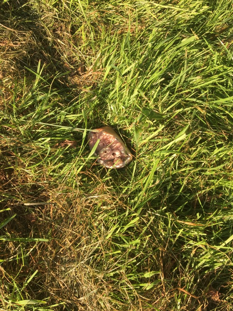 Giftköder-Fleisch und Innereien-Profilbild