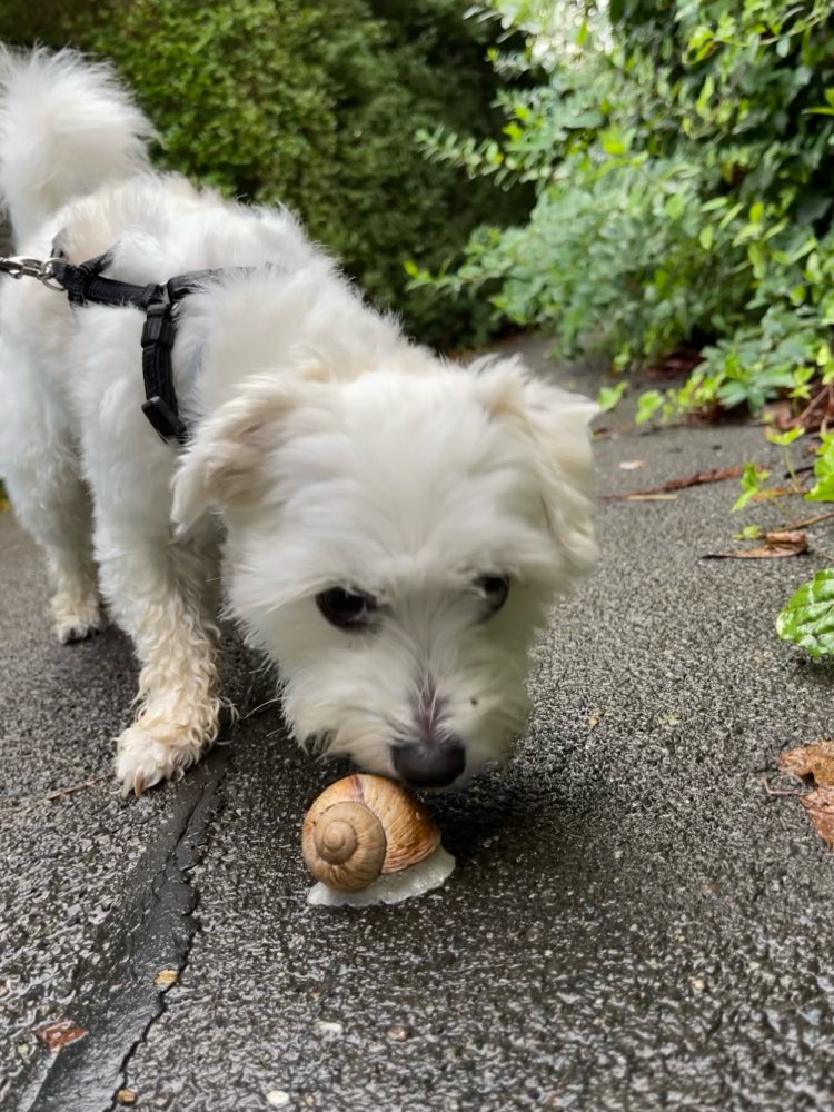Hundetreffen-Abendspaziergänge-Profilbild