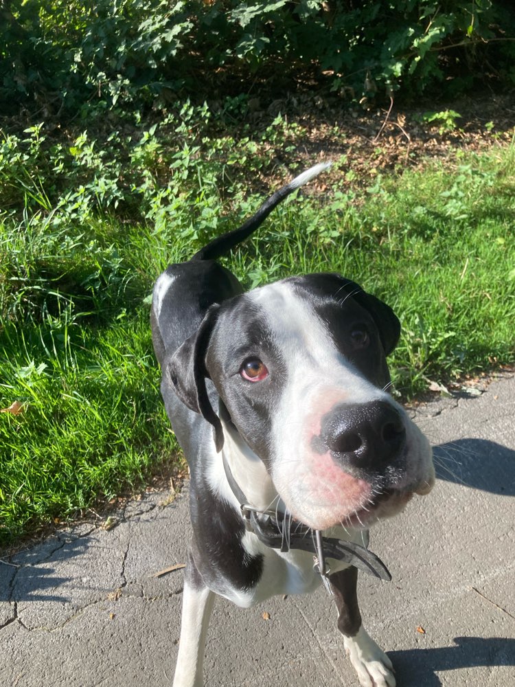 Hundetreffen-Spieltreffen-Profilbild