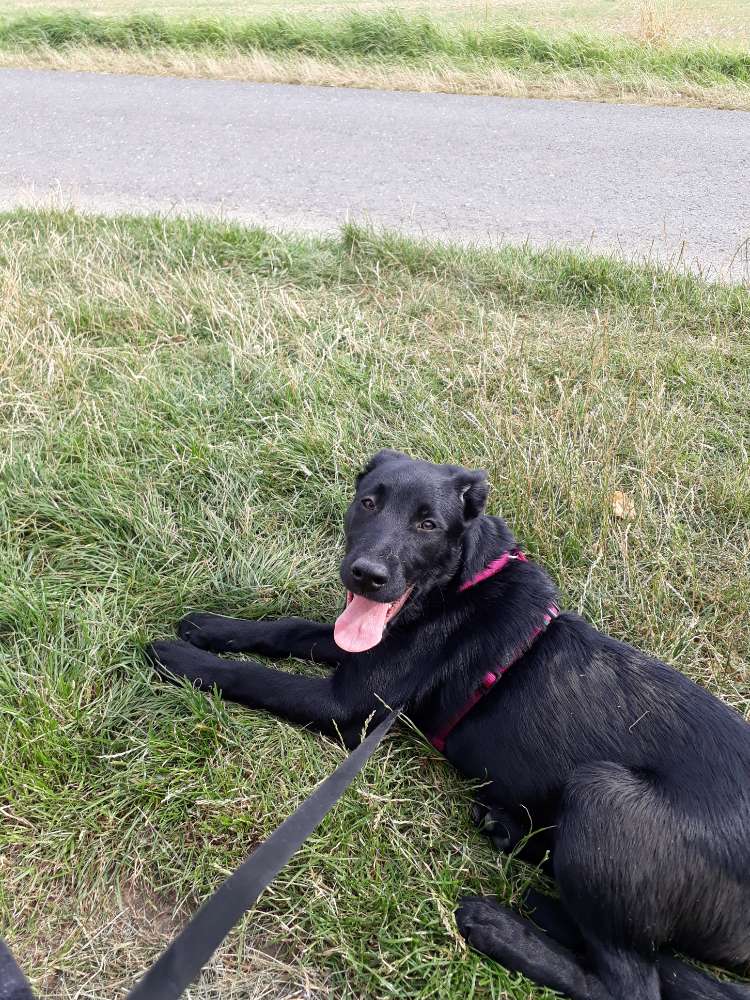 Hundetreffen-Gassi Runde für alle gemeinsam ist es doch schöner oder-Profilbild