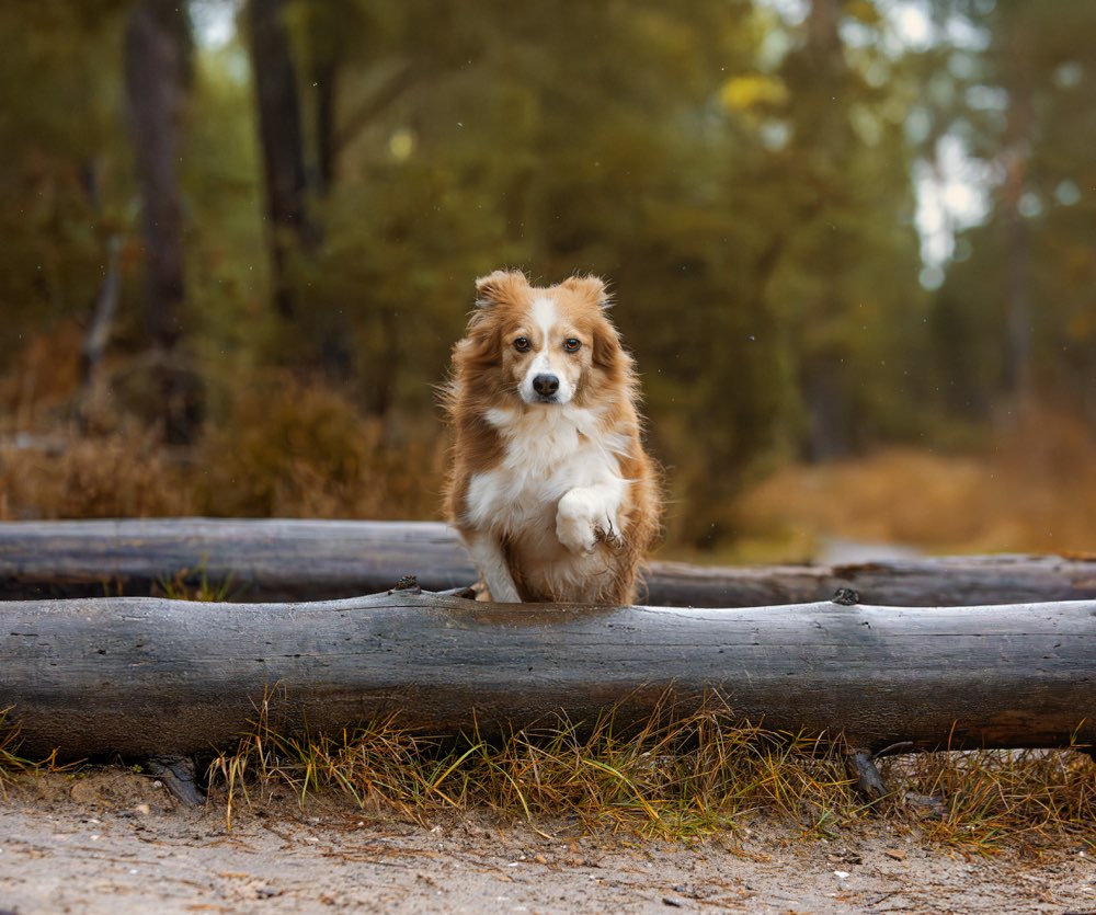 Hundetreffen-Hundekumpels gesucht-Profilbild