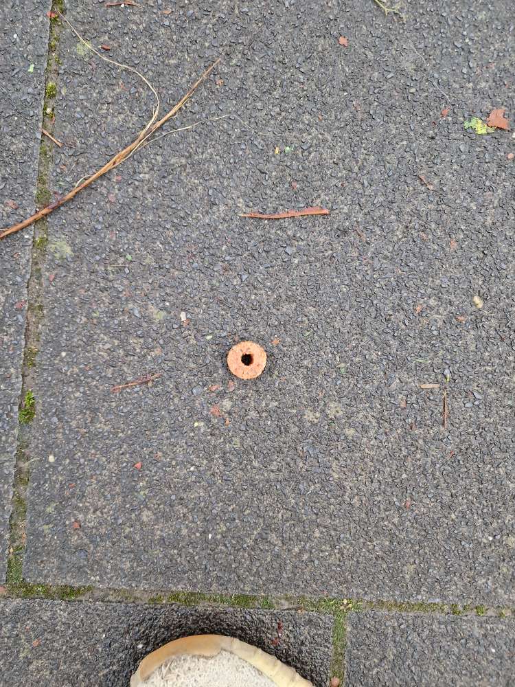 Giftköder-Vermutlicher Köder in Vilich-Profilbild