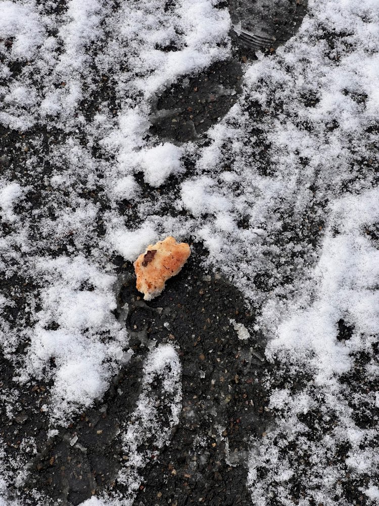 Giftköder-Giftköder auf Toast-Profilbild