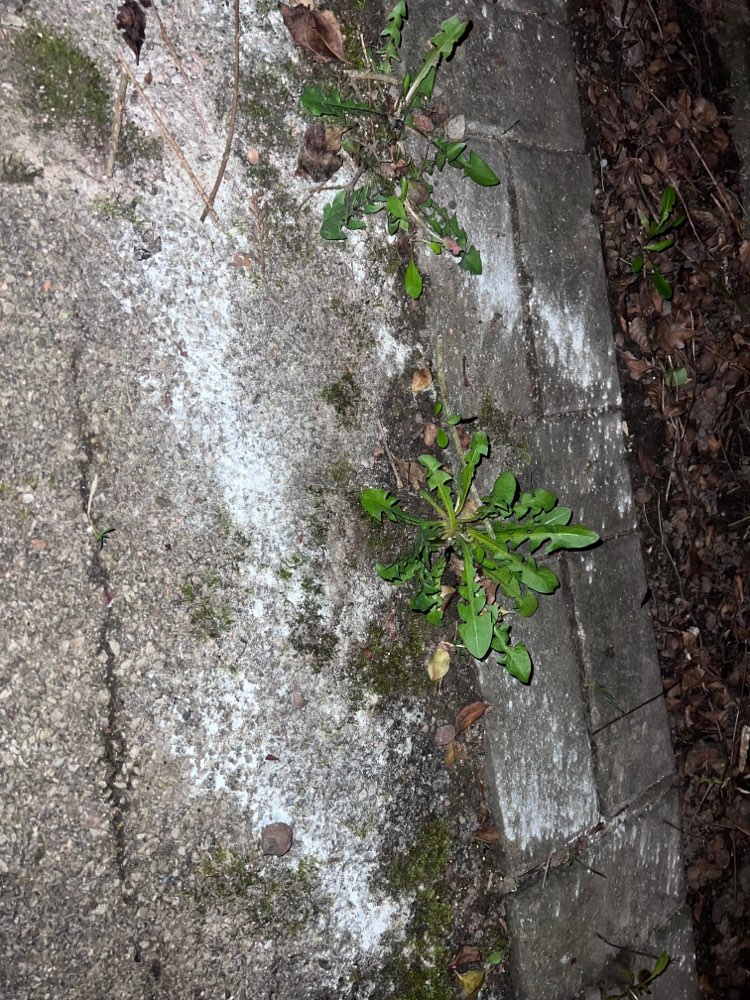 Giftköder-Weißes Pulver über einige Meter-Profilbild