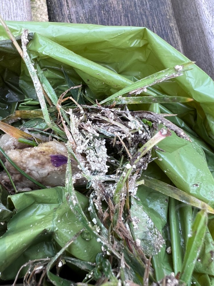 Giftköder-Kauartikel Reste, Weißes Granulat-Profilbild