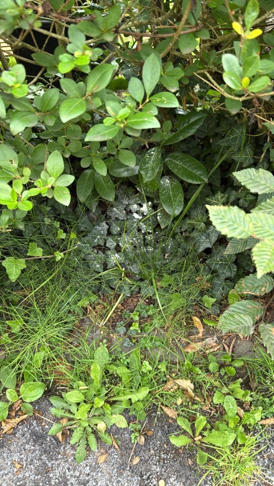 Giftköder-Weißes Pulver-Profilbild