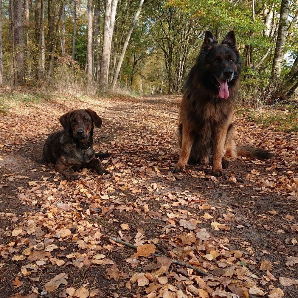 Hundetreffen-Gassirunde-Profilbild