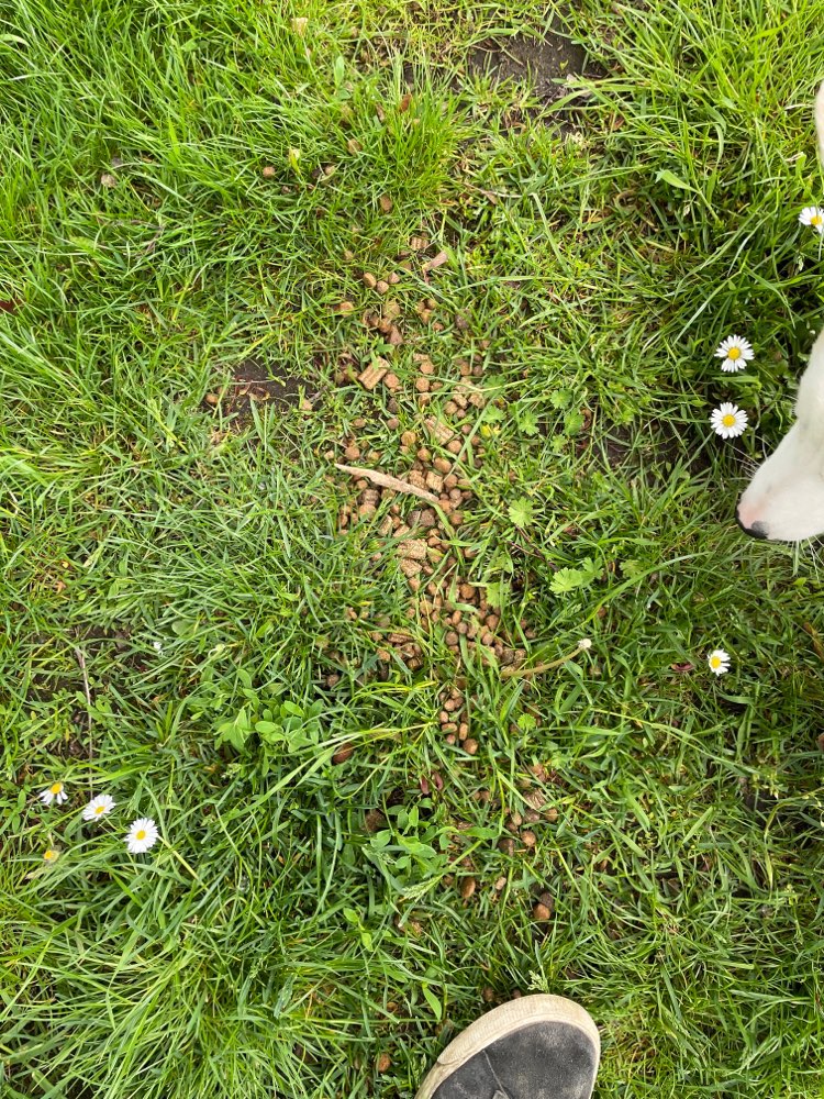 Giftköder-Hundefutter in großen Mengen-Profilbild