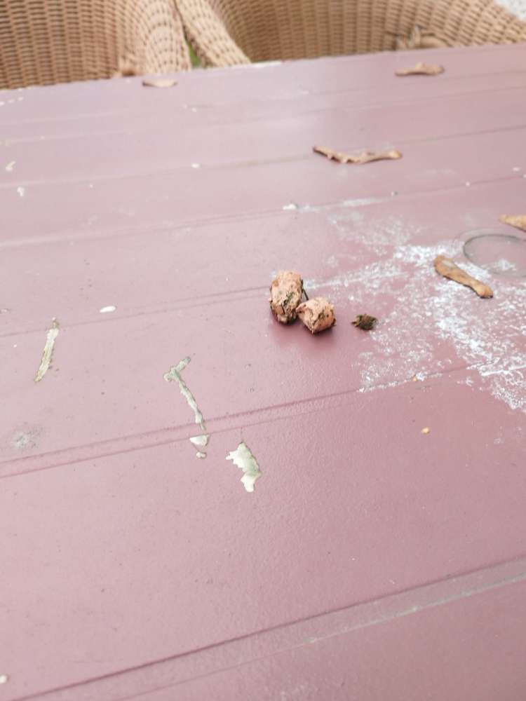 Giftköder-Wurststücke-Profilbild