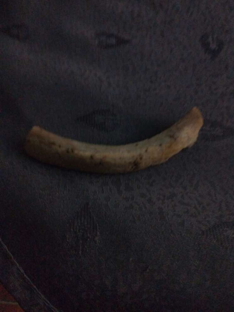 Giftköder-Knochen auf der Stadtwiese-Profilbild