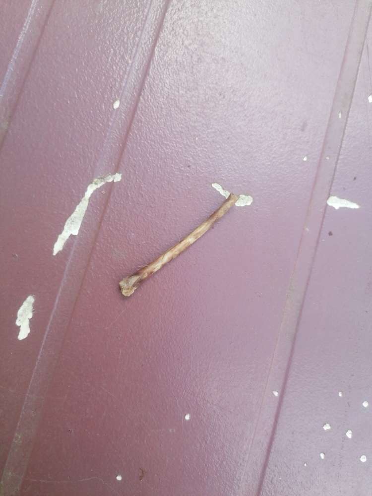 Giftköder-Knochen-Profilbild