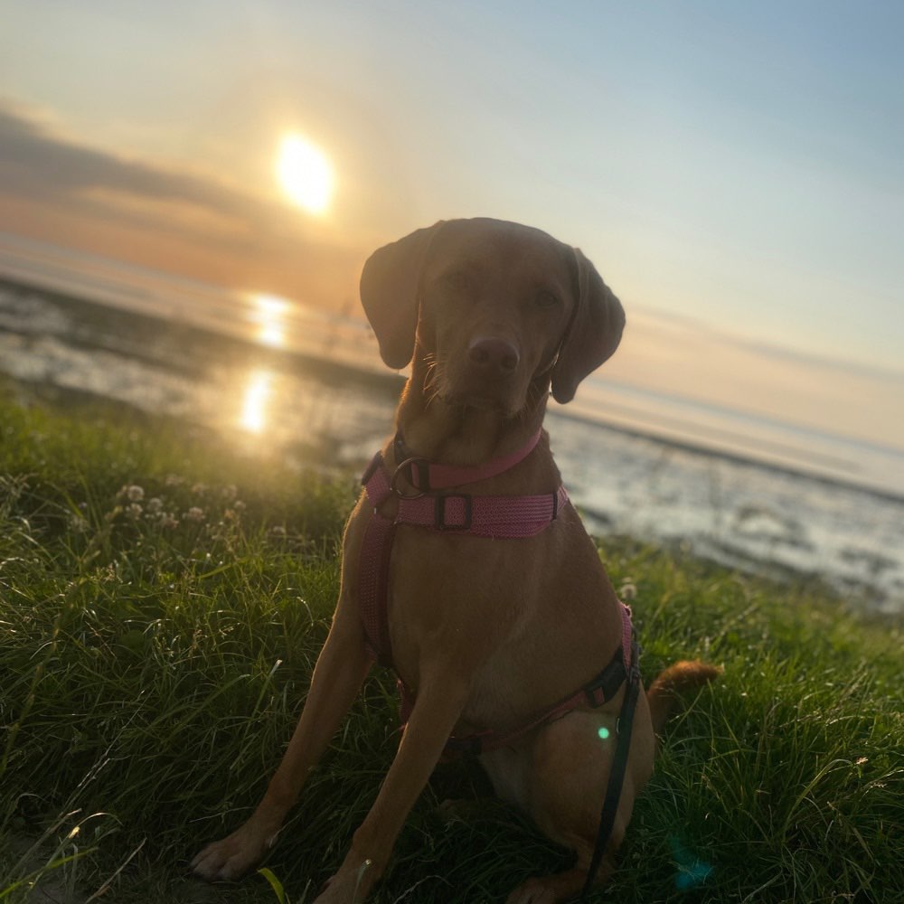 Hundetreffen-Spatziergänge (Socialwalks ohne Trainer begleitung)-Profilbild