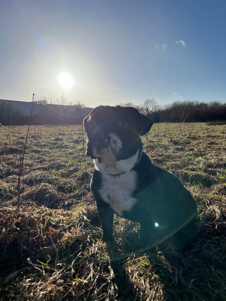 Hundetreffen-Gassi/Spielrunde in Chemnitz-Profilbild