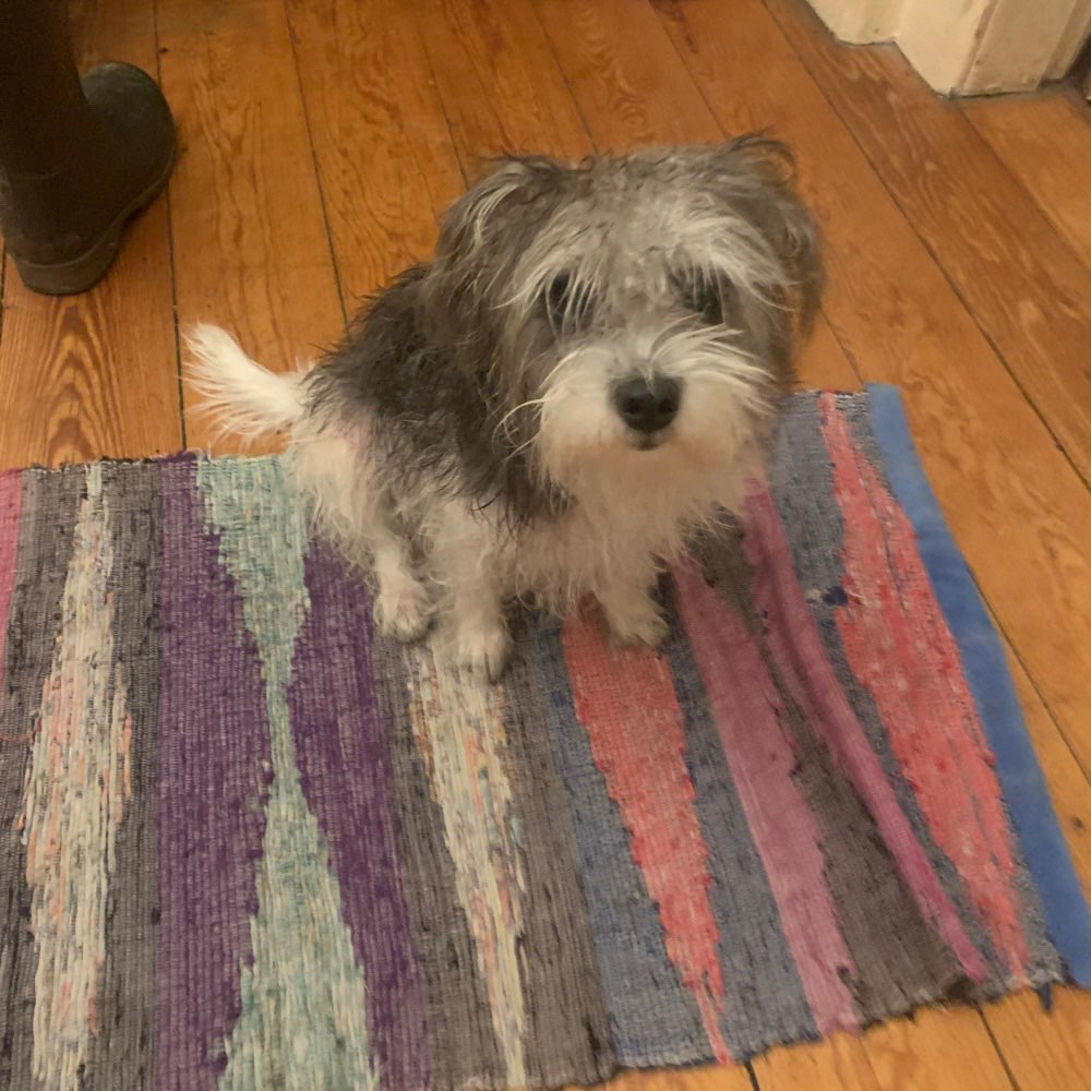 Hundetreffen-Spielkameraden für Alfredo gesucht 🥰-Profilbild