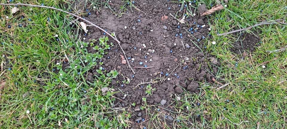 Giftköder-Blaue Supstanz/ Blaukorn/ Schneckenkorn-Profilbild