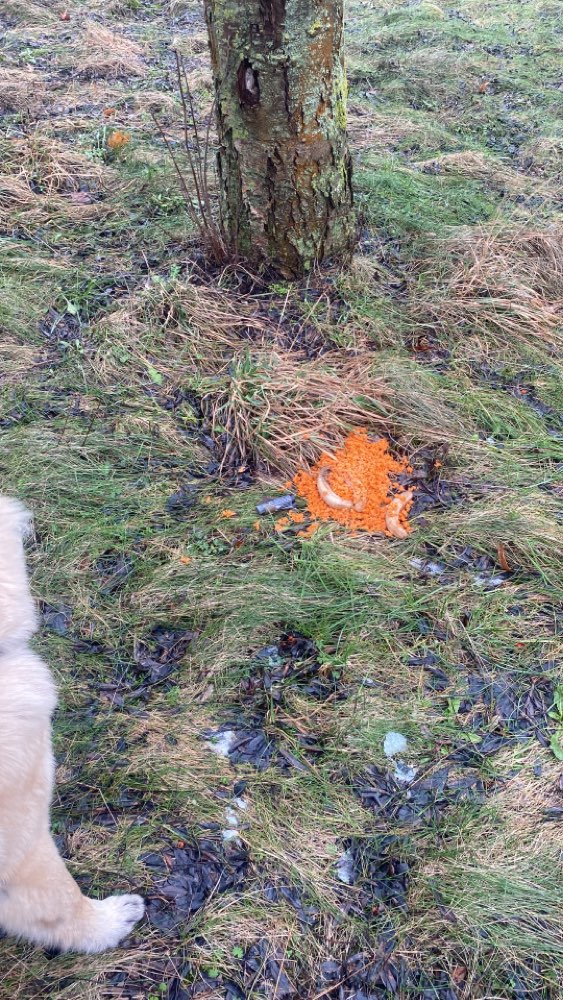 Giftköder-Essensreste, evtl. Giftköder-Profilbild