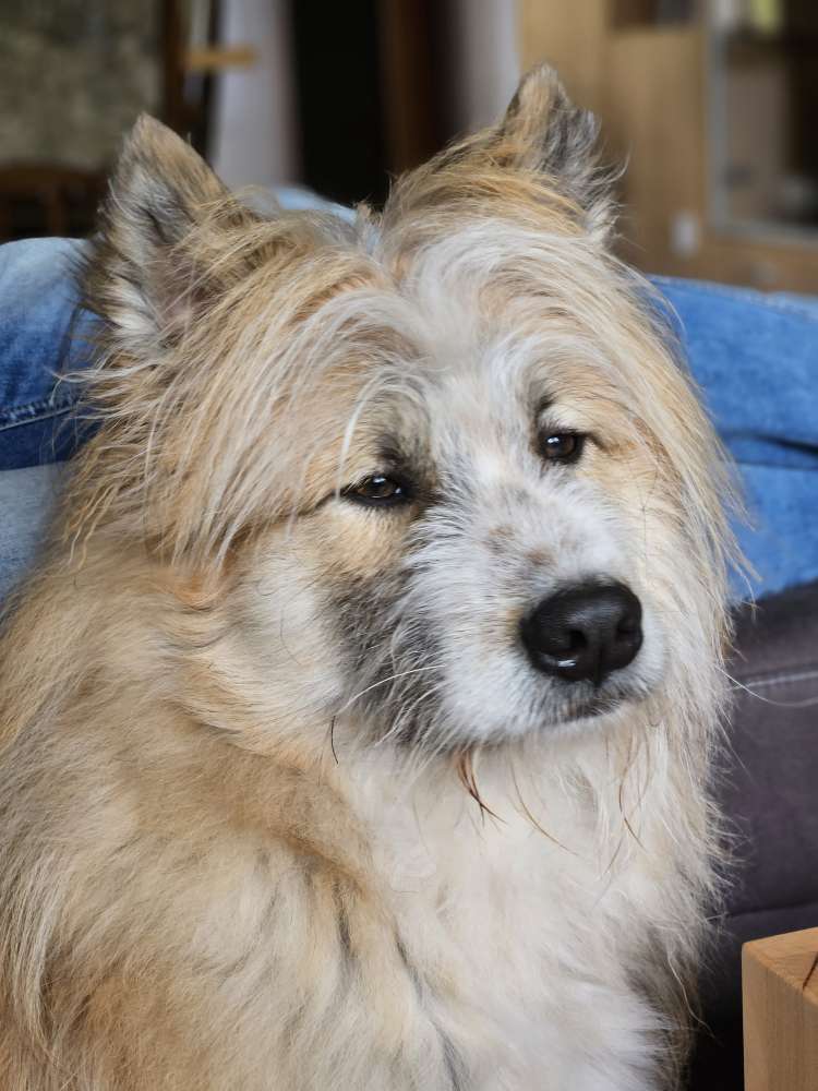 Hundetreffen-Spielpartner gesucht-Profilbild