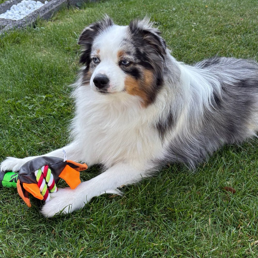 Hundetreffen-Junghunde in Schiffweiler-Profilbild