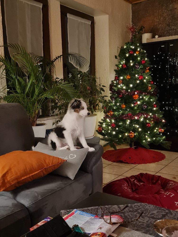 Hundetreffen-Junghunde in Schiffweiler-Profilbild