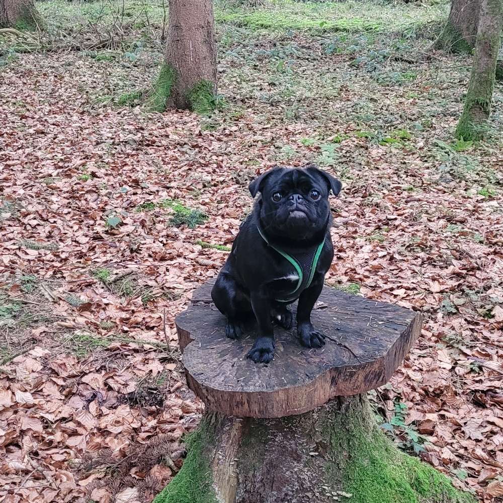Hundetreffen-Spazieren-Profilbild