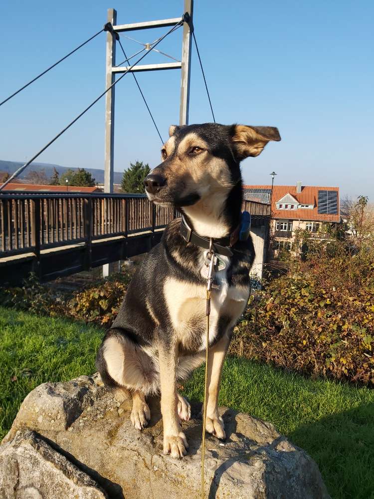 Hundetreffen-Gassirund-Profilbild