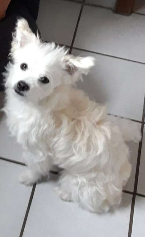 Hundetreffen-Waldeck-Profilbild