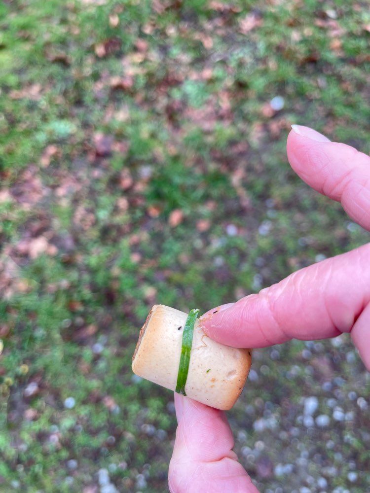 Giftköder-Möglicher Giftköder-Profilbild