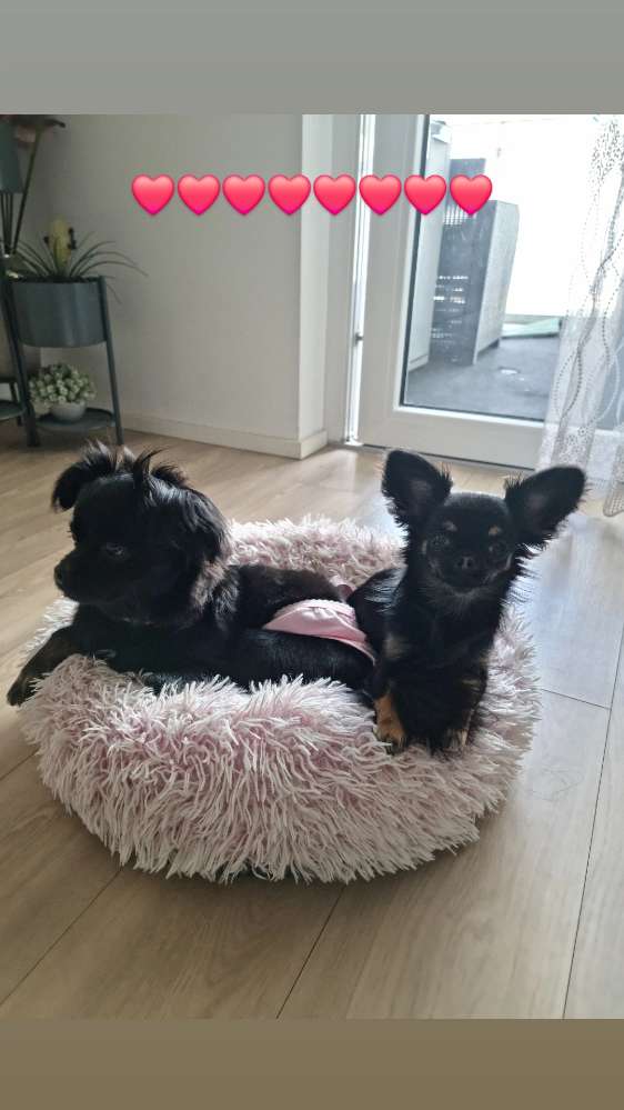 Hundetreffen-Hunde spielrunde-Profilbild