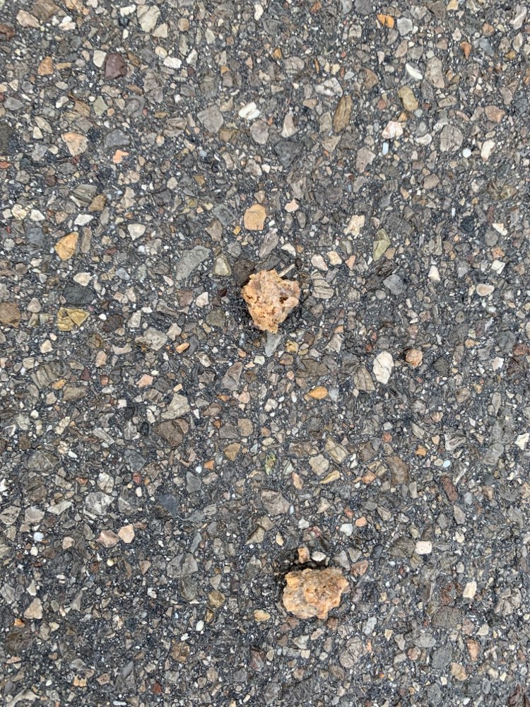 Giftköder-Ggf. Giftköder-Profilbild