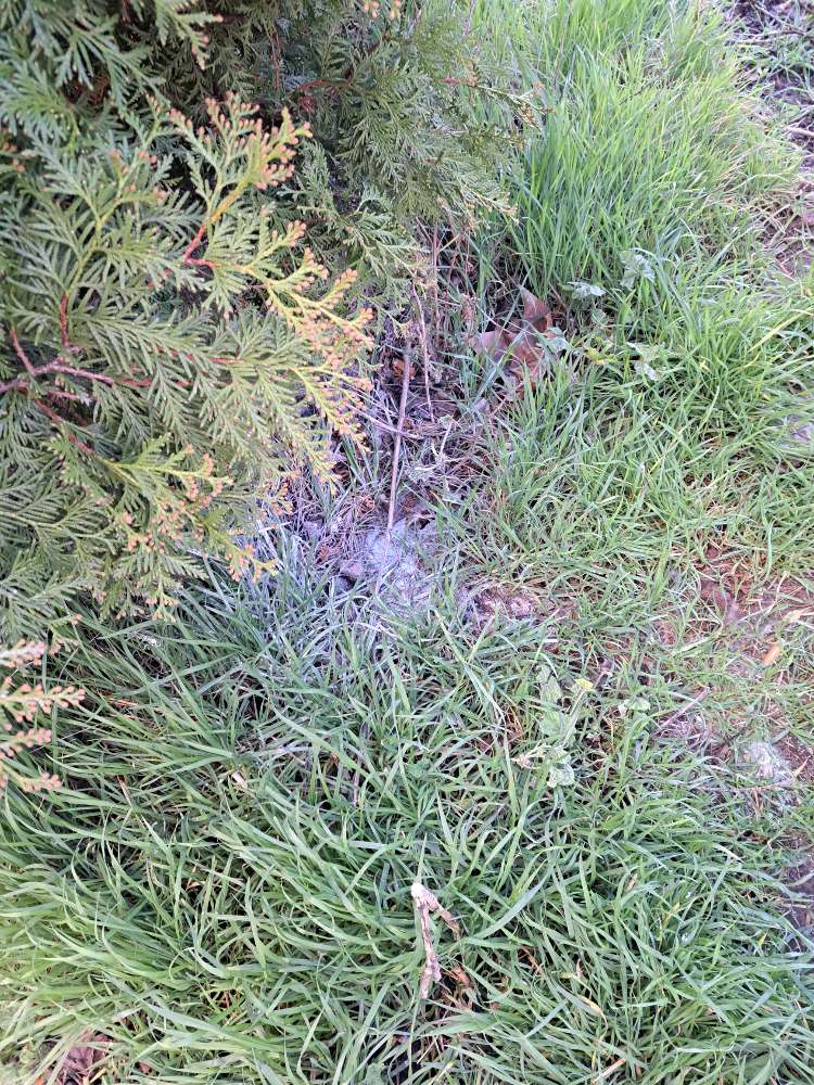 Giftköder-Weißes Pulver-Profilbild