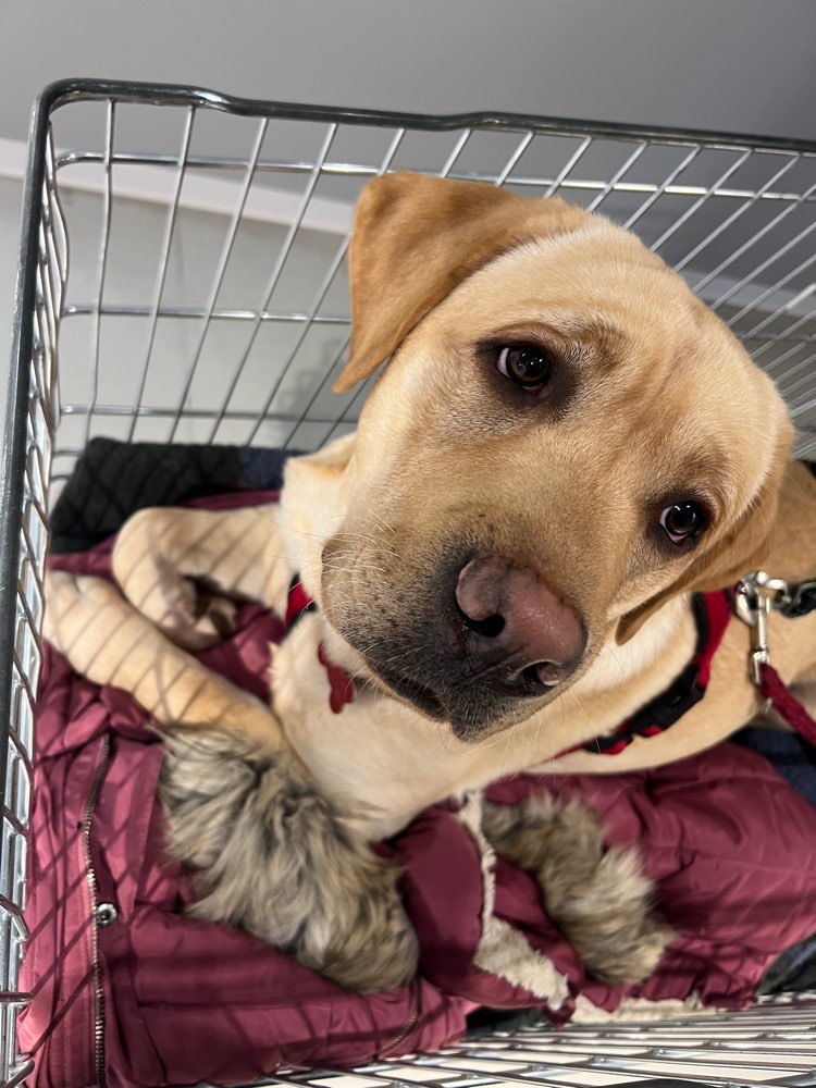 Hundetreffen-Gassigehen mit Training-Profilbild