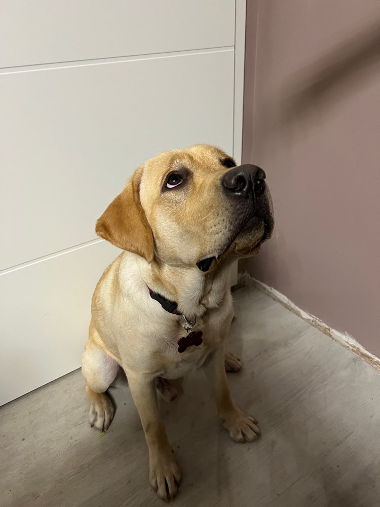 Hundetreffen-Junger liebevoll und stürmischer Teddy sucht Spielgefähren-Profilbild