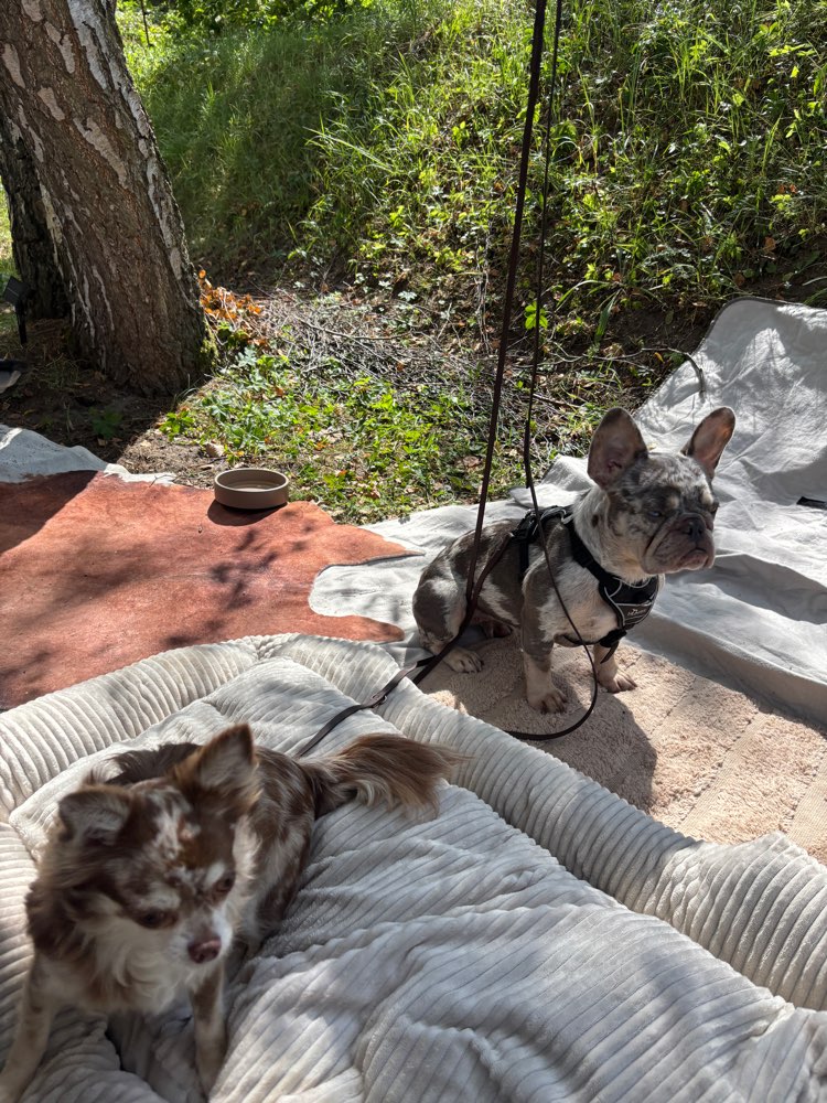 Hundetreffen-Reaktivität lass nach! - Gemeinsames Training-Profilbild