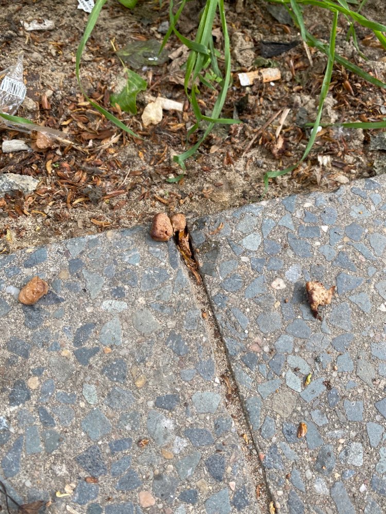 Giftköder-Möglicher Giftköder-Profilbild