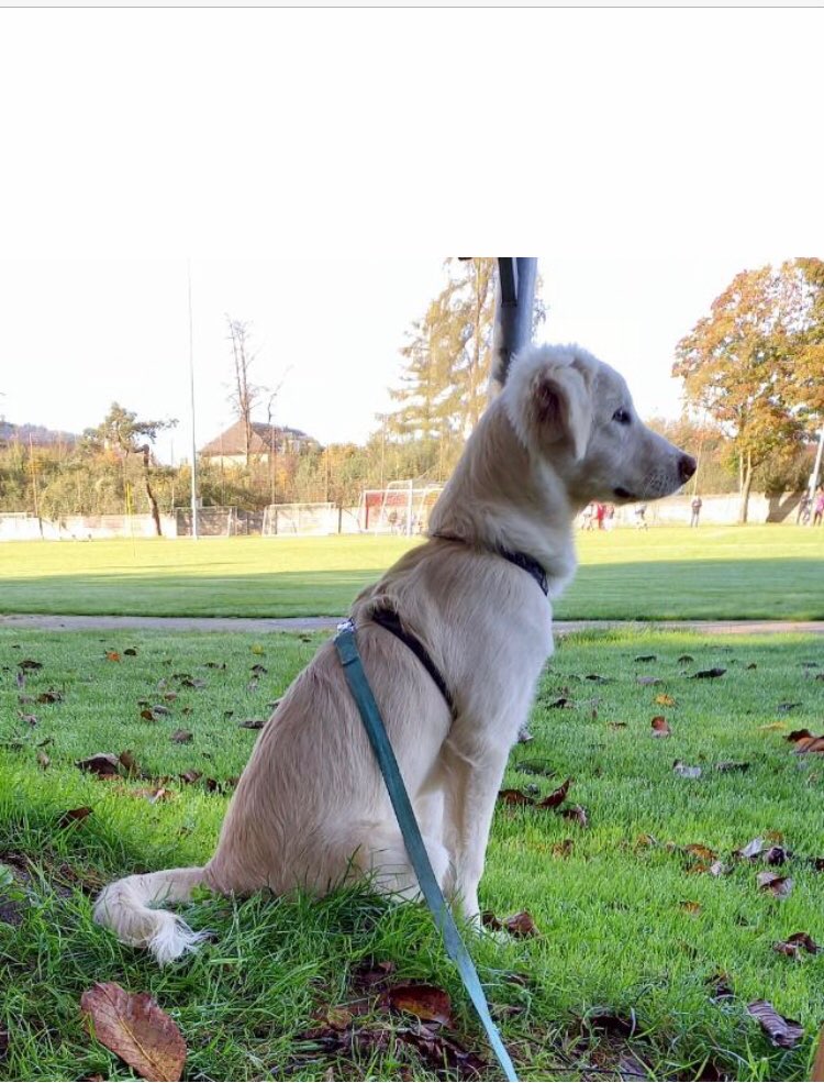 Hundetreffen-Gassirunde in Rheinfelden AG-Profilbild