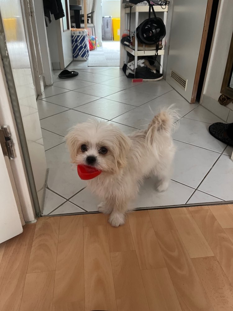 Hundetreffen-Spieltreffen mit kleinen Hunden-Profilbild