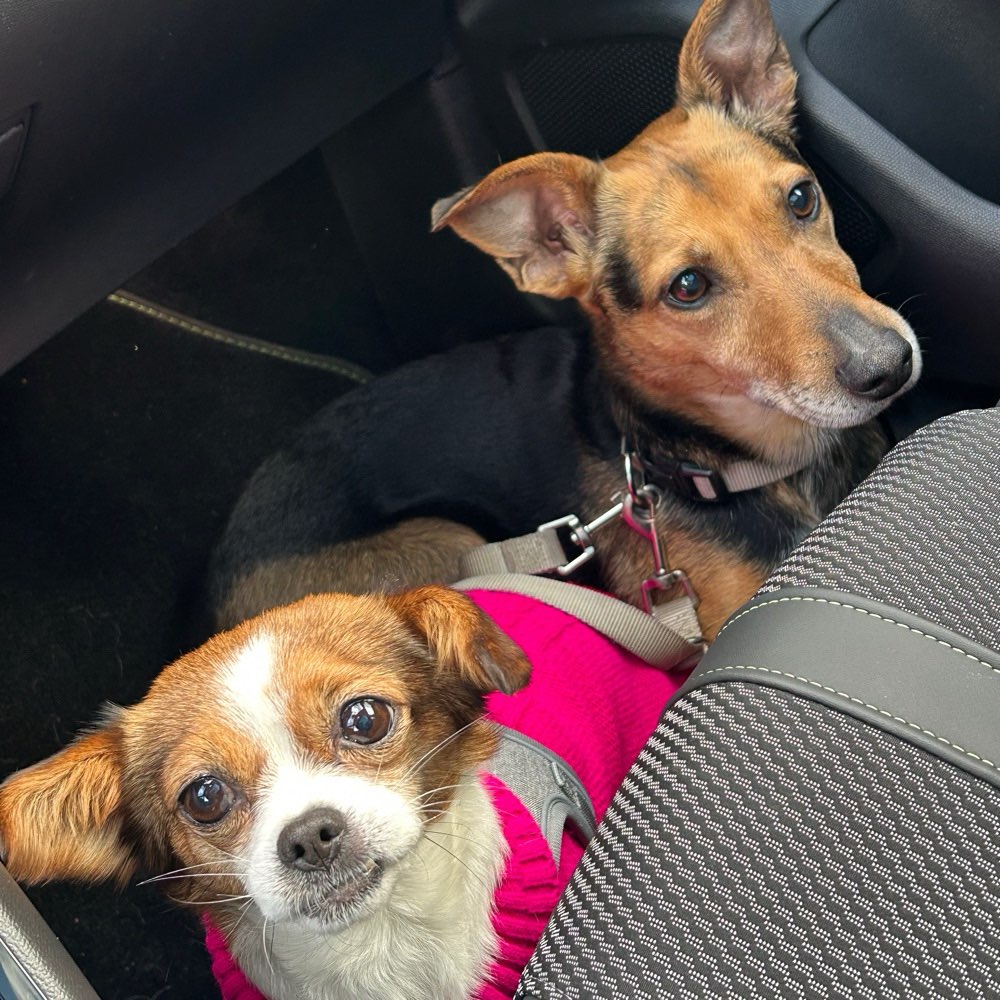 Hundetreffen-Gassi Geh Gruppe für jeden der auch mal nicht alleine gehen möchte ✨-Profilbild
