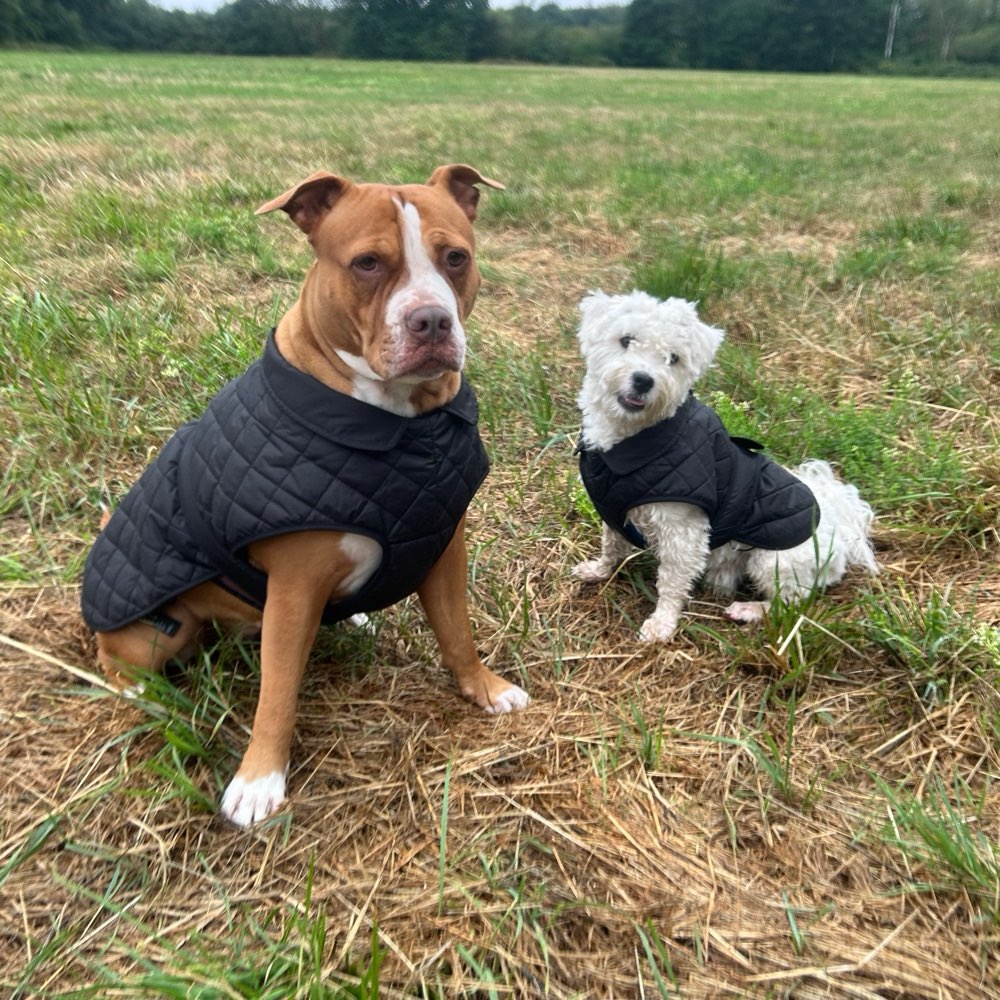 Hundetreffen-Spazier- und Spielpartner für meine Hündin Venus gesucht-Profilbild