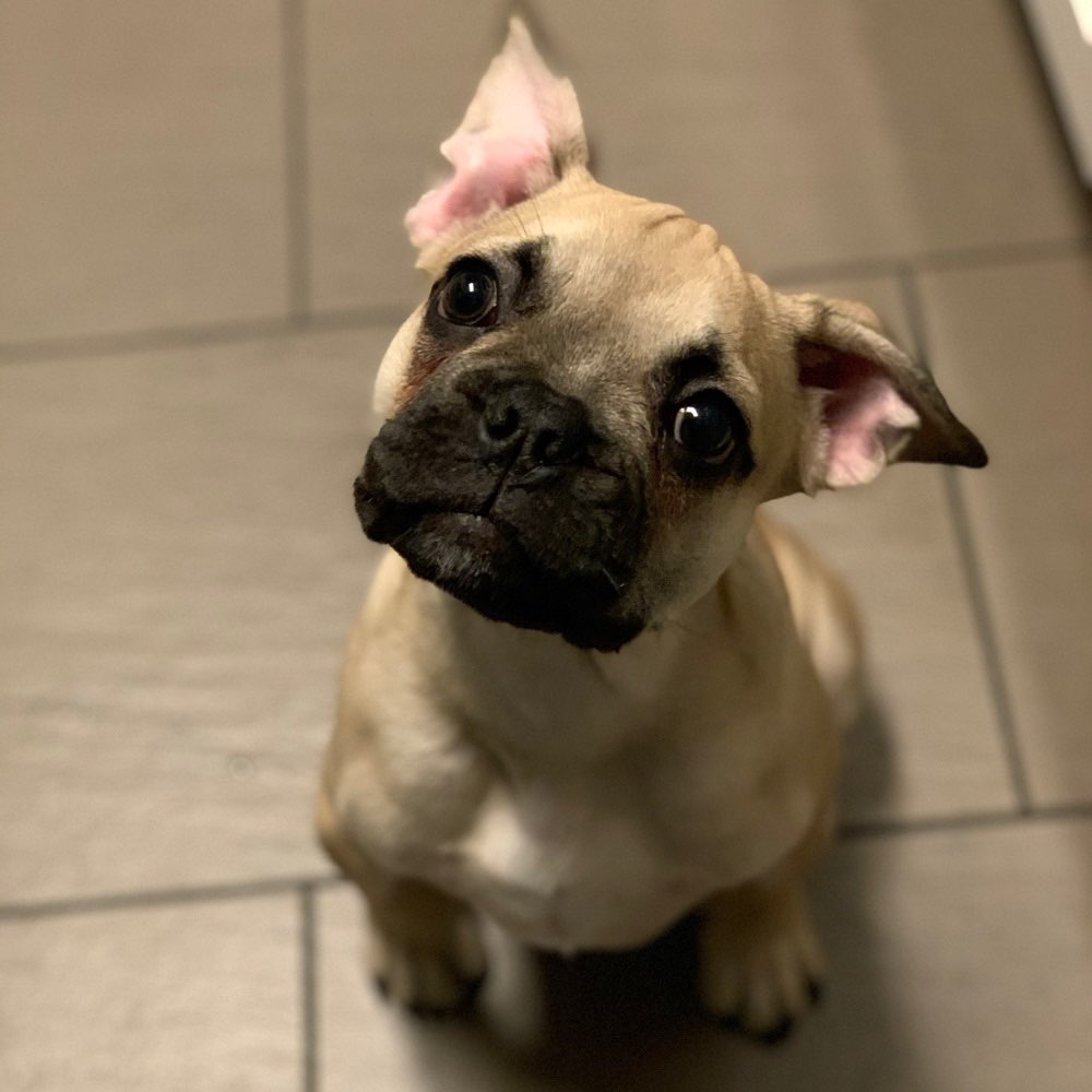 Hundetreffen-Treffen zum Spielen oder spazieren gehen-Profilbild