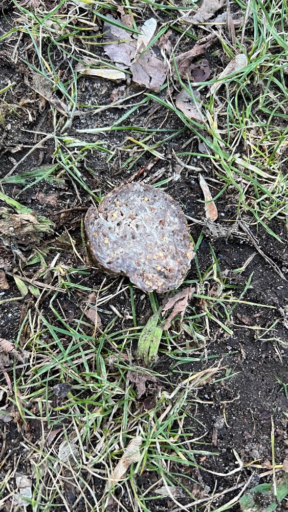 Giftköder-Möglicher Giftköder-Profilbild