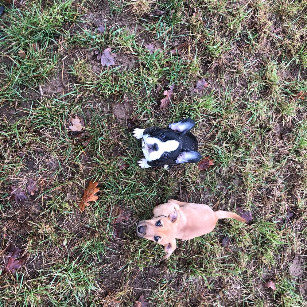 Hundetreffen-Welpentreff in Großzschocher-Profilbild