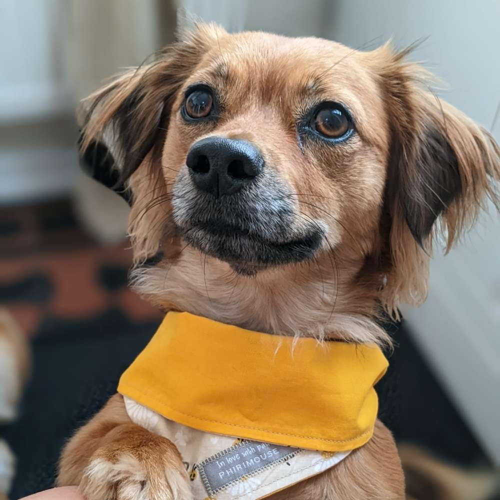 Hundetreffen-Spielkumpel gesucht-Profilbild