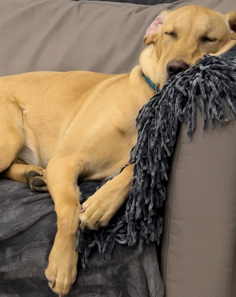 Hundetreffen-Junghunde Spiel & Gassi Treff-Profilbild