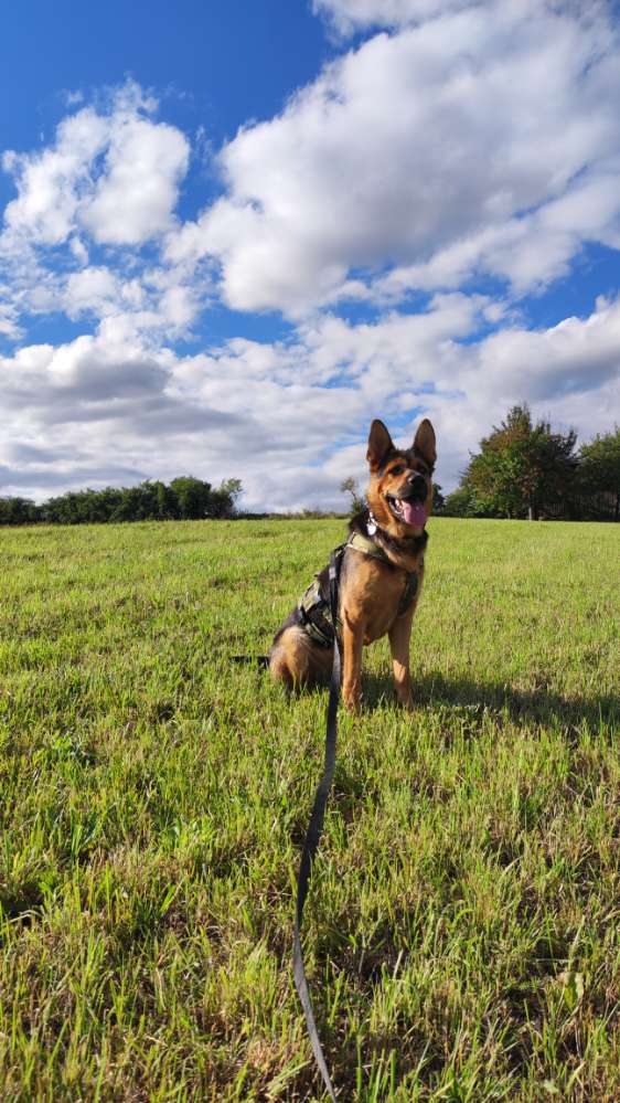 Hundetreffen-Spielkumpanen gesucht-Profilbild
