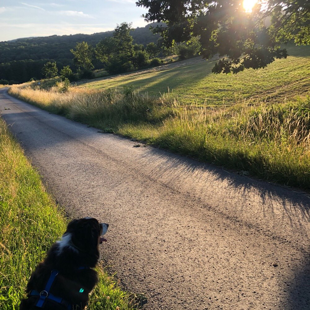 Hundetreffen-Gassirunde um Bischofsheim in der Rhön-Profilbild