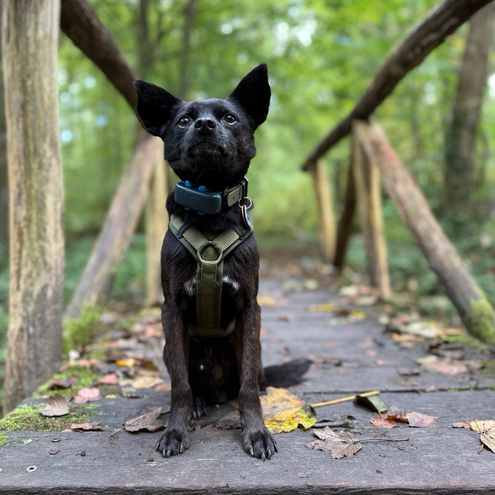 Hundetreffen-Social Walk-Profilbild