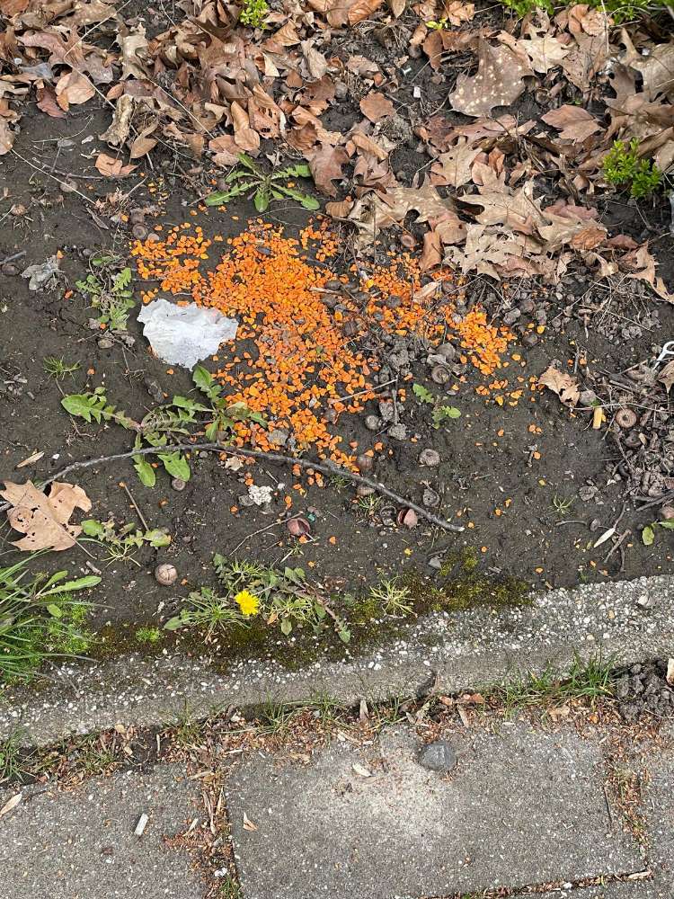 Giftköder-Rattengift-Profilbild